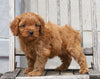 Cavapoo For Sale Wooster, OH Male- Nash