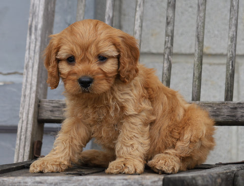 Cavapoo For Sale Wooster, OH Male- Flint
