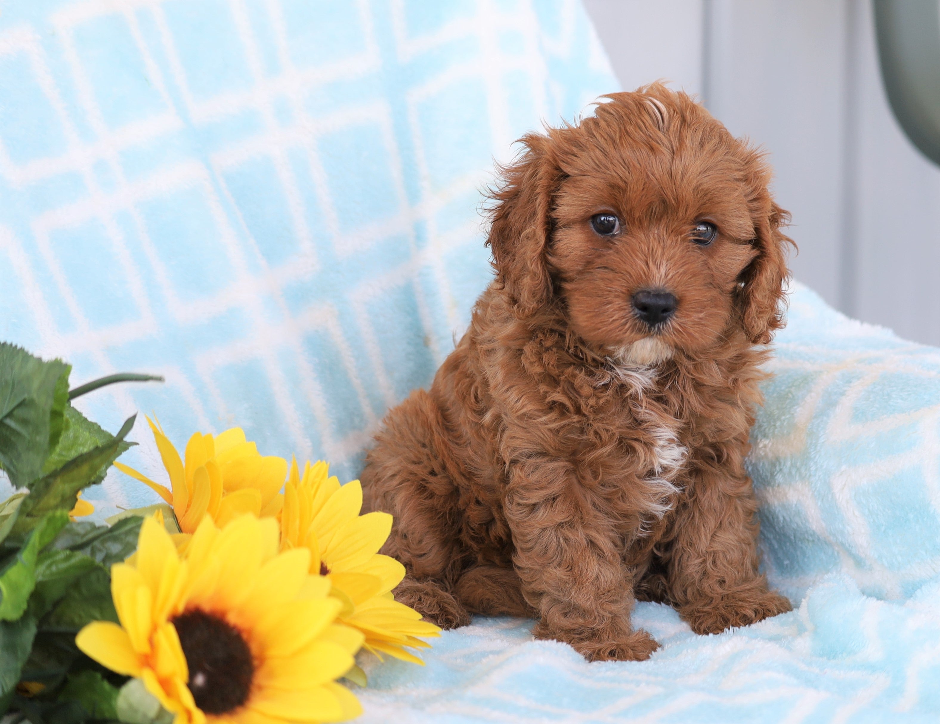 Maggie Cavapoo Cavapoo For Sale Sugarcreek, OH Female- Maggie – AC Puppies LLC