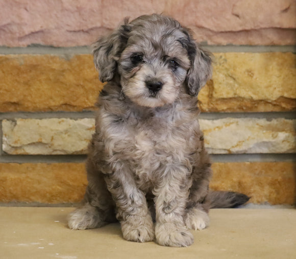 Mini Goldendoodle For Sale Fredericksburg, OH Female- Addie