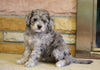 Mini Goldendoodle For Sale Fredericksburg, OH Female- Addie