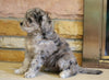 Mini Goldendoodle For Sale Fredericksburg, OH Female- Addie