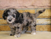 Mini Goldendoodle For Sale Fredericksburg, OH Male- Moose