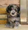 Mini Goldendoodle For Sale Fredericksburg, OH Male- Moose