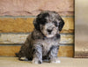 Mini Goldendoodle For Sale Fredericksburg, OH Male- Moose