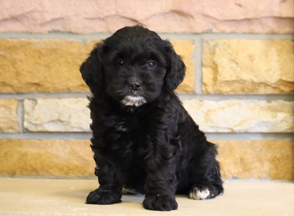 Mini Goldendoodle For Sale Fredericksburg, OH Female- Vanessa