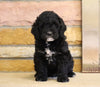Mini Goldendoodle For Sale Fredericksburg, OH Male- Baxter
