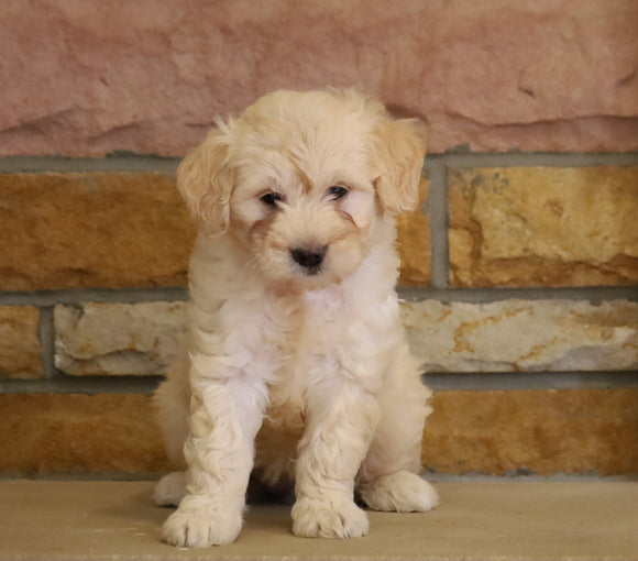 Mini Goldendoodle For Sale Fredericksburg, OH Female- Scarlet