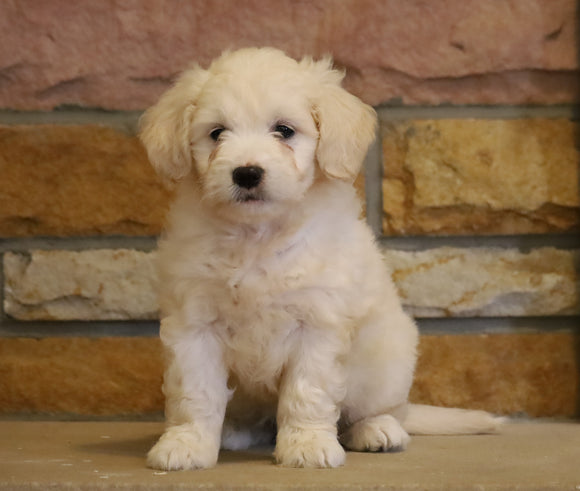 Mini Goldendoodle For Sale Fredericksburg, OH Female- Sophia