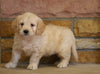 Mini Goldendoodle For Sale Fredericksburg, OH Male- Drake