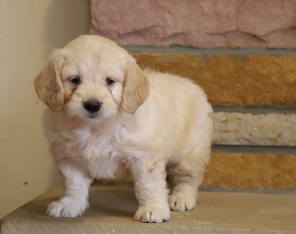 Mini Goldendoodle For Sale Fredericksburg, OH Male- Drake