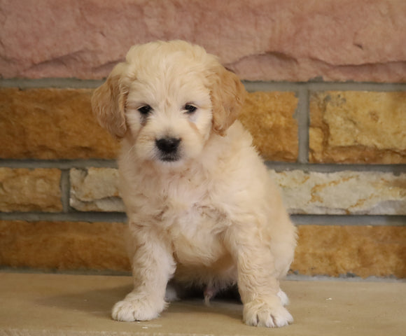 Mini Goldendoodle For Sale Fredericksburg, OH Male- Sparky