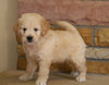 Mini Goldendoodle For Sale Fredericksburg, OH Male- Sparky