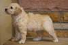 Mini Goldendoodle For Sale Fredericksburg, OH Male- Finn