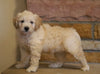 Mini Goldendoodle For Sale Fredericksburg, OH Male- Finn