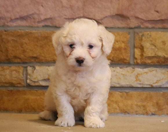 Mini Goldendoodle For Sale Fredericksburg, OH Male- Sawyer