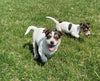 Rat Terrier For Sale Tampico Illinois Female-Charlotte