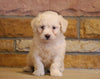 Mini Goldendoodle For Sale Fredericksburg, OH Male- Sawyer