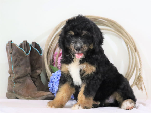 Standard Bernedoodle For Sale Sugarcreek, OH Male- Rocky