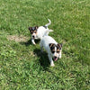 Rat Terrier For Sale Tampico Illinois Female-Daisy