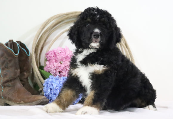 Standard Bernedoodle For Sale Sugarcreek, OH Male- Rascal