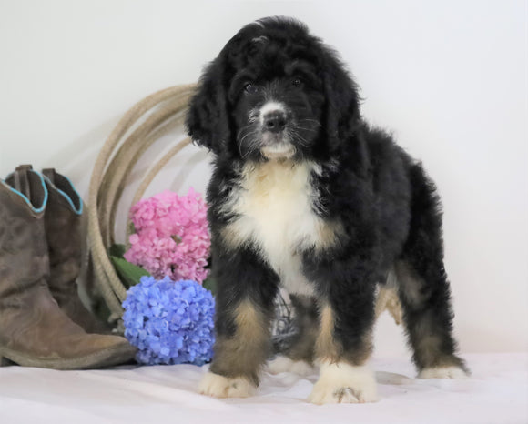 Standard Bernedoodle For Sale Sugarcreek, OH Male- Marshall