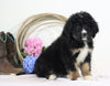 Standard Bernedoodle For Sale Sugarcreek, OH Male- Trevor