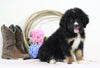 Standard Bernedoodle For Sale Sugarcreek, OH Male- Trevor