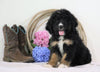 Standard Bernedoodle For Sale Sugarcreek, OH Male- Trevor