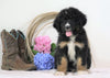 Standard Bernedoodle For Sale Sugarcreek, OH Male- Trevor