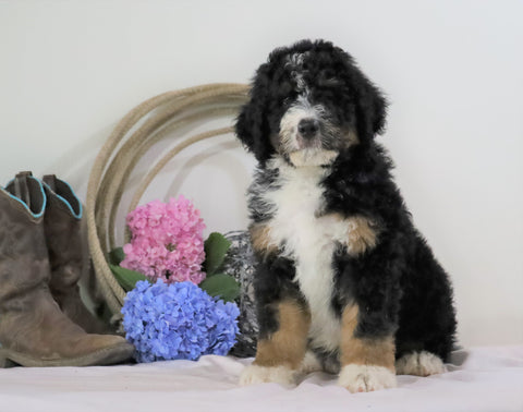 Standard Bernedoodle For Sale Sugarcreek, OH Male- Rubble