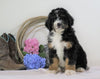 Standard Bernedoodle For Sale Sugarcreek, OH Male- Rubble