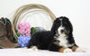 Standard Bernedoodle For Sale Sugarcreek, OH Male- Rubble