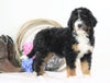 Standard Bernedoodle For Sale Sugarcreek, OH Male- Rubble