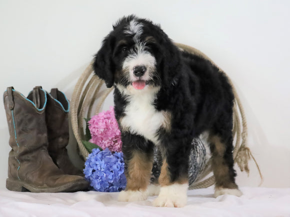 Standard Bernedoodle For Sale Sugarcreek, OH Male- Chase