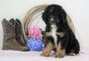 Standard Bernedoodle For Sale Sugarcreek, OH Female- Clover