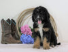 Standard Bernedoodle For Sale Sugarcreek, OH Female- Clover