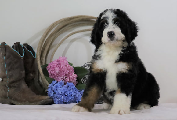 Standard Bernedoodle For Sale Sugarcreek, OH Female- Skye