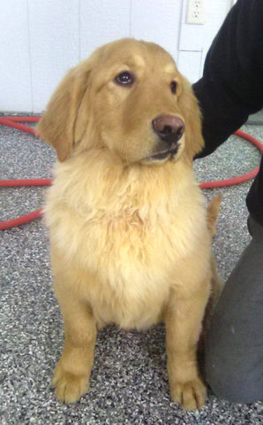 AKC Registered Golden Retriever For Sale Millersburg OH Male-Payton