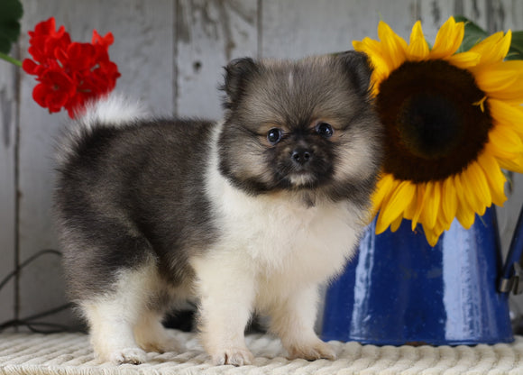 ACA Registered Pomeranian For Sale Millersburg, OH Female- Penny