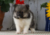 ACA Registered Pomeranian For Sale Millersburg, OH Female- Penny
