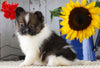 ACA Registered Pomeranian For Sale Millersburg, OH Female- Angel