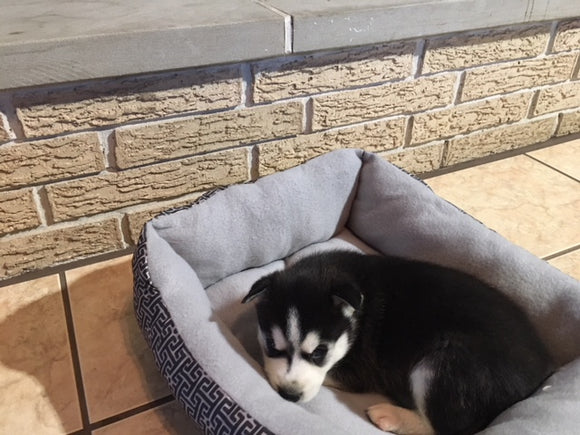 Pomsky Puppy For Sale Rome, OH Male Togo