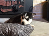 Pomsky Puppy For Sale Rome, OH Male Togo
