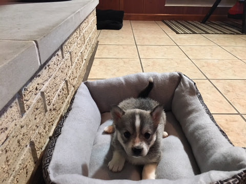 Pomsky Puppy For Sale Rome, OH Female Cheyenne