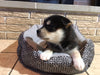 Pomsky Puppy For Sale Rome, OH Male Bandit