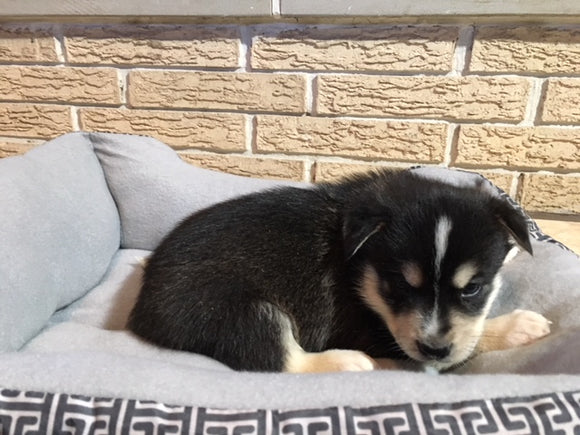 Pomsky Puppy For Sale Rome, OH Male Bandit