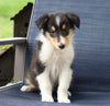 Collie (Lassie) For Sale Fredericksburg, OH Female- Cindy