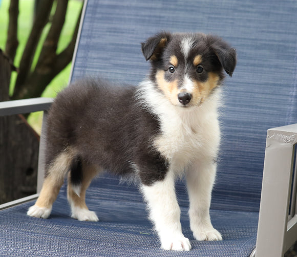 Collie (Lassie) For Sale Fredericksburg, OH Female- Cindy