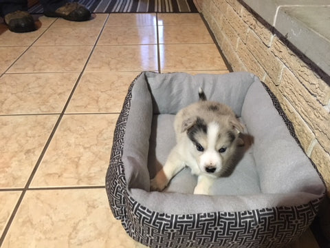 Pomsky Puppy For Sale Rome, OH Female Tundra